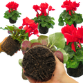 Cyclamen Flame Scarlet 1Ltr Pot Pack of 3 & 6 Flowering Plants