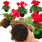 6 Plants