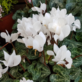 Cyclamen Flame White 1Ltr Pot Pack of 3 & 6 Flowering Plants