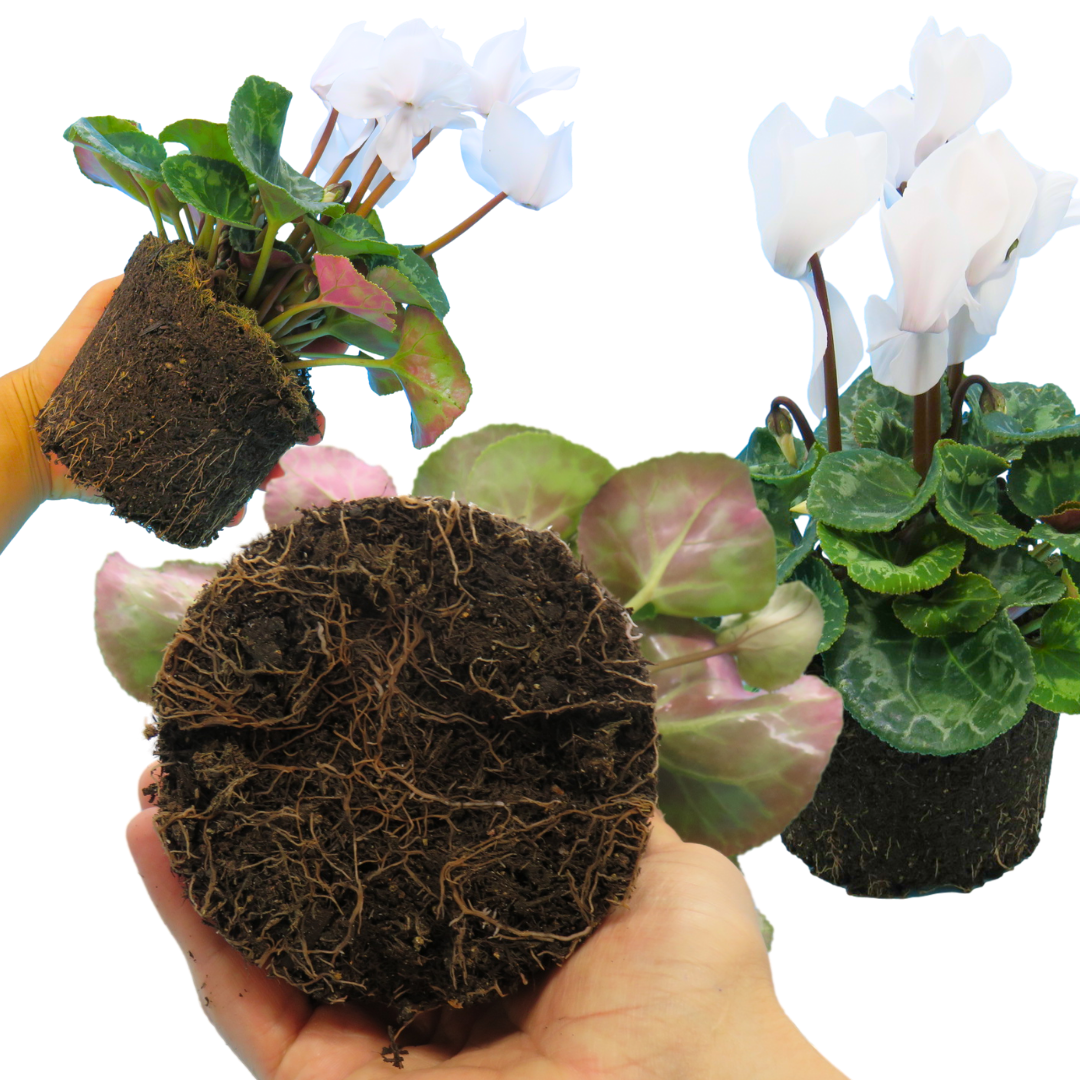 Cyclamen Flame White 1Ltr Pot Pack of 3 & 6 Flowering Plants