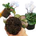 Cyclamen Flame White 1Ltr Pot Pack of 3 & 6 Flowering Plants