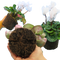 3 Plants