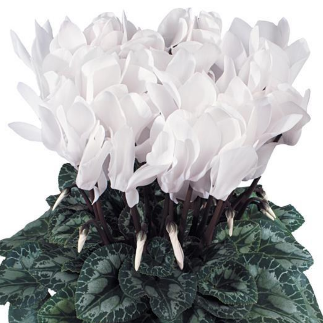 Cyclamen Flame White 1Ltr Pot Pack of 3 & 6 Flowering Plants