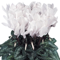 Cyclamen Flame White 1Ltr Pot Pack of 3 & 6 Flowering Plants