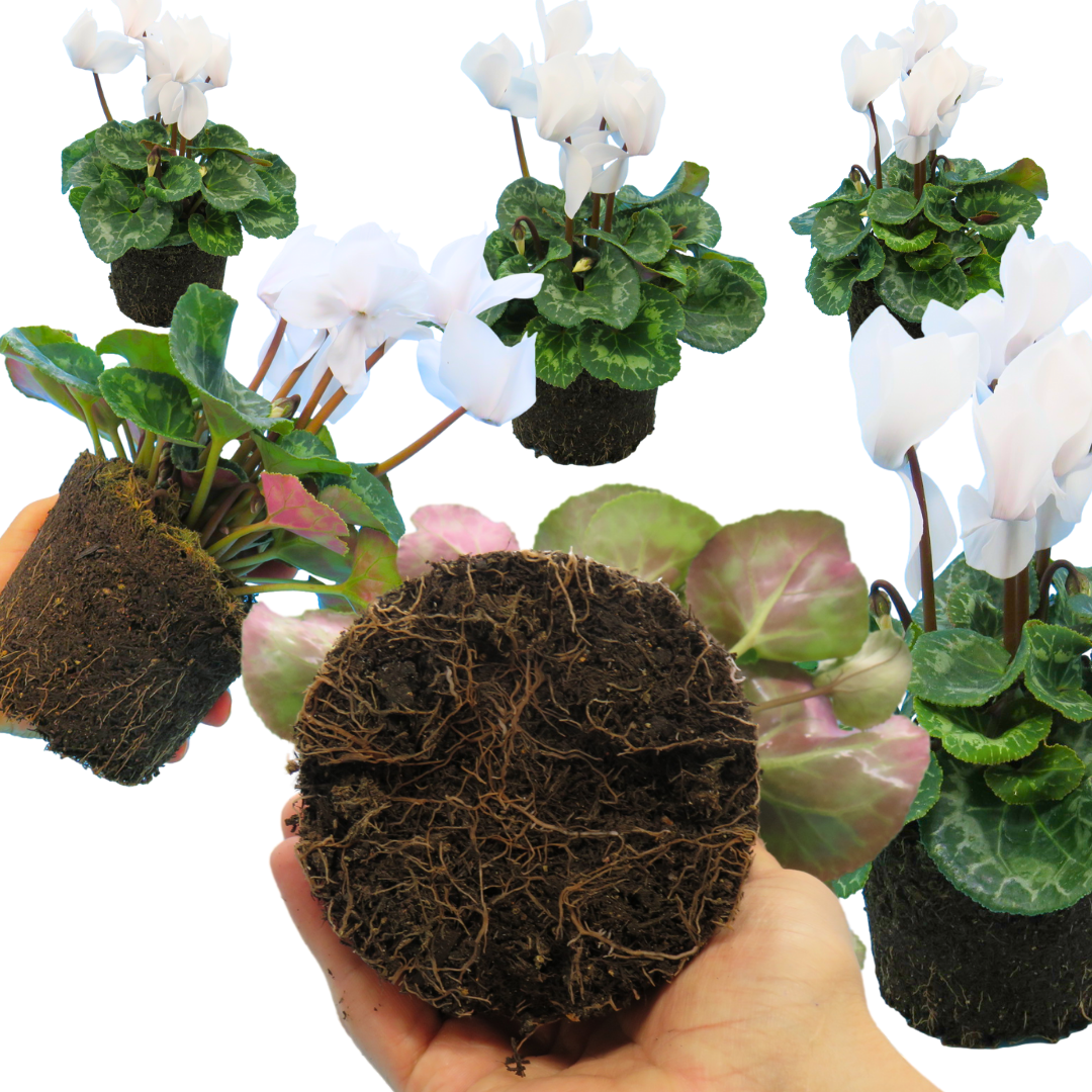 Cyclamen Flame White 1Ltr Pot Pack of 3 & 6 Flowering Plants