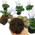 Cyclamen Flame White 1Ltr Pot Pack of 3 & 6 Flowering Plants
