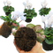 6 Plants
