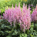 Astilbe Ton Glorie Pink False Spirea Perennial Plant 2L Pot Plants By Post