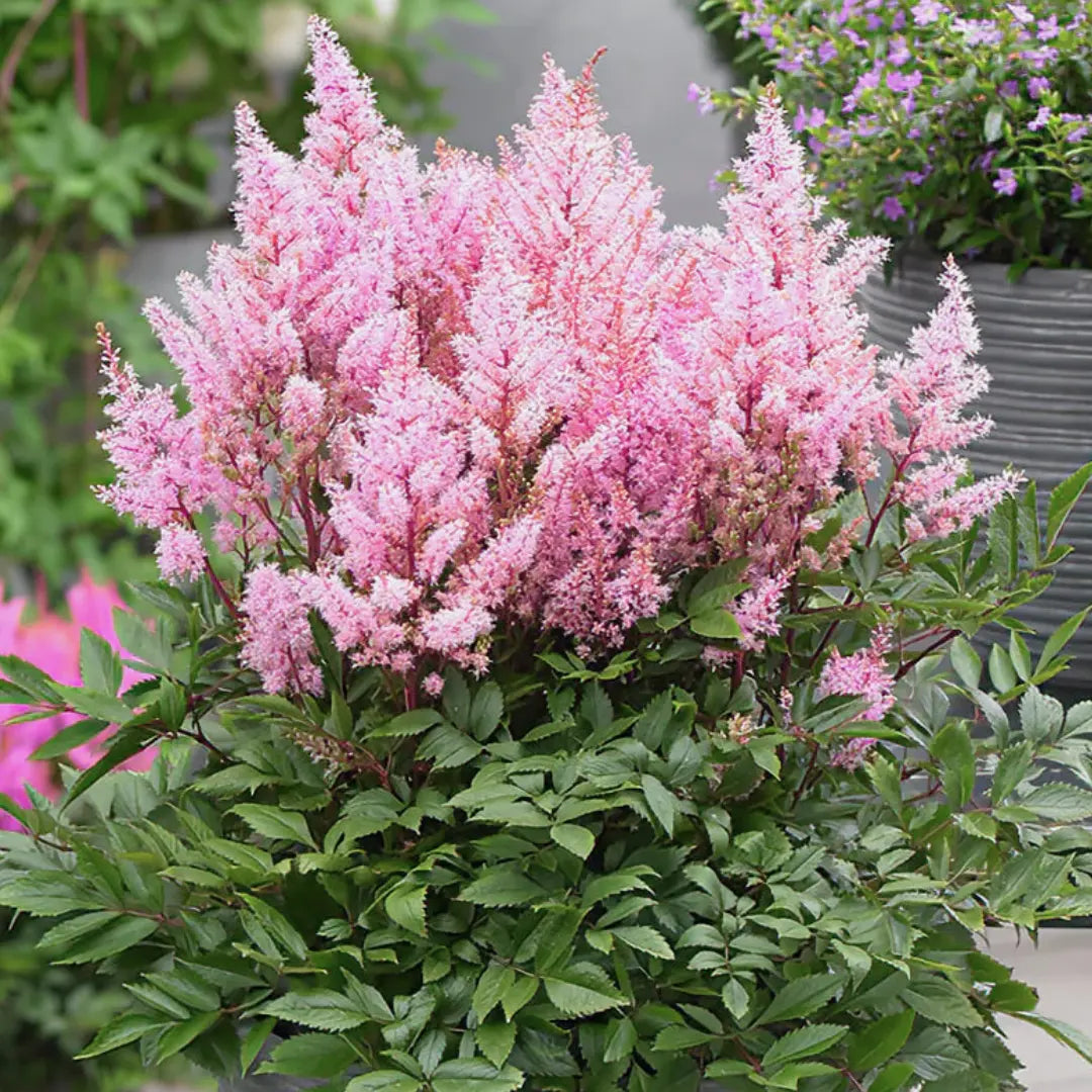 Astilbe Ton Glorie Pink False Spirea Perennial Plant 2L Pot Plants By Post
