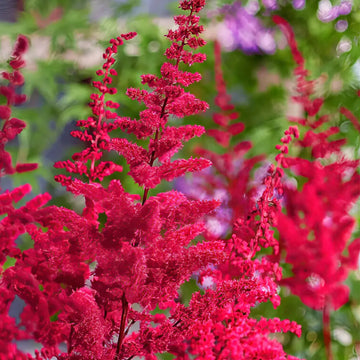 Astilbe Ton Glorie Red False Spirea Perennial Plant 2L Pot The Rose Press Garden