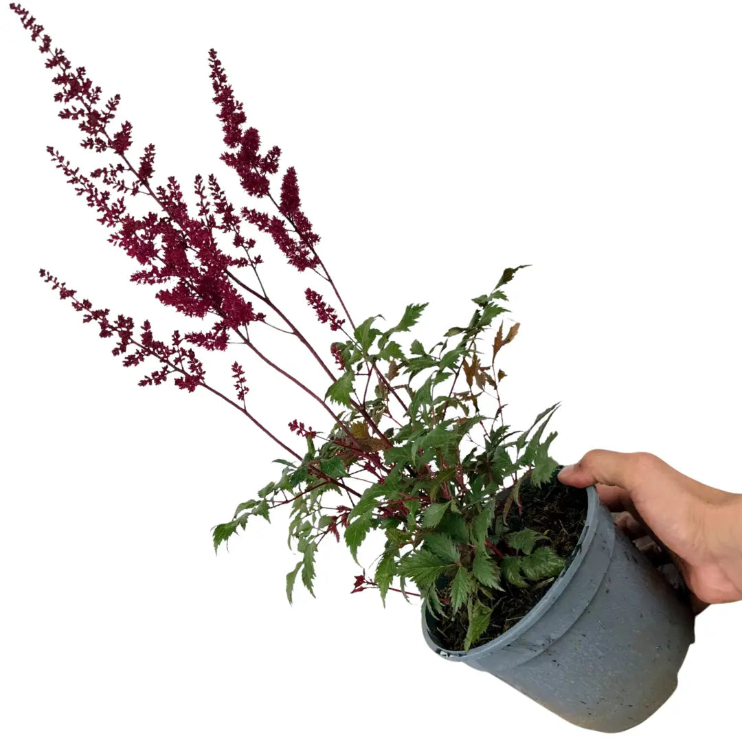 Astilbe Ton Glorie Red False Spirea Perennial Plant 2L Pot Plants By Post