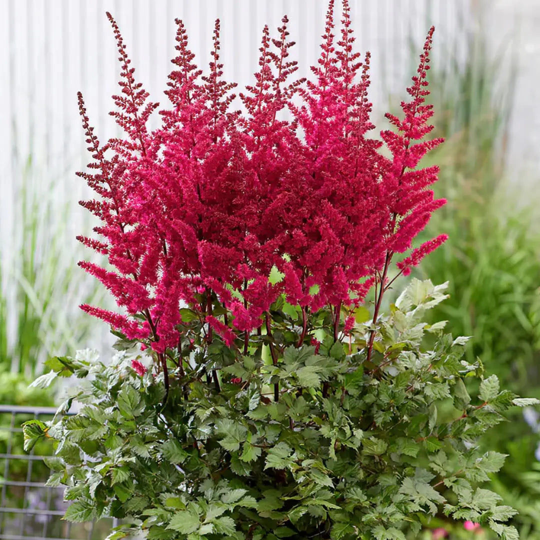Astilbe Ton Glorie Red False Spirea Perennial Plant 2L Pot Plants By Post