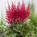 Astilbe Ton Glorie Red False Spirea Perennial Plant 2L Pot Plants By Post