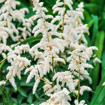 Astilbe Ton Glorie White False Spirea Perennial Plant 2L Pot The Rose Press Garden