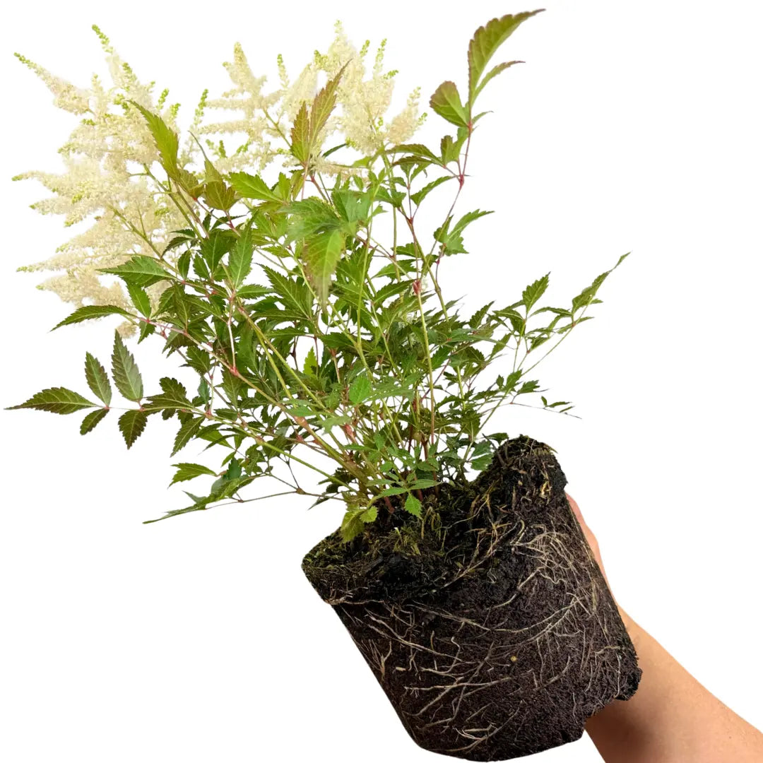 Astilbe Ton Glorie White False Spirea Perennial Plant 2L Pot The Rose Press Garden