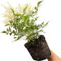 Astilbe Ton Glorie White False Spirea Perennial Plant 2L Pot The Rose Press Garden