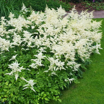 Astilbe Ton Glorie White False Spirea Perennial Plant 2L Pot The Rose Press Garden