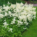 Astilbe Ton Glorie White False Spirea Perennial Plant 2L Pot The Rose Press Garden