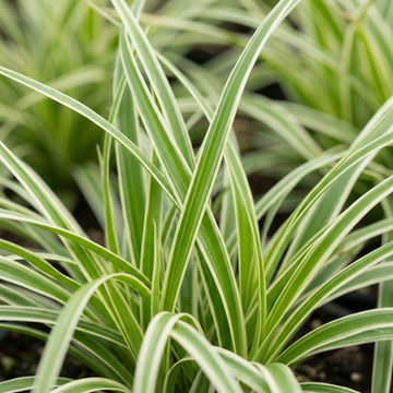 Carex 'Everest' Japanese Sedge  Variegated Evergreen Ornamental Grass 2L Pot The Rose Press Garden