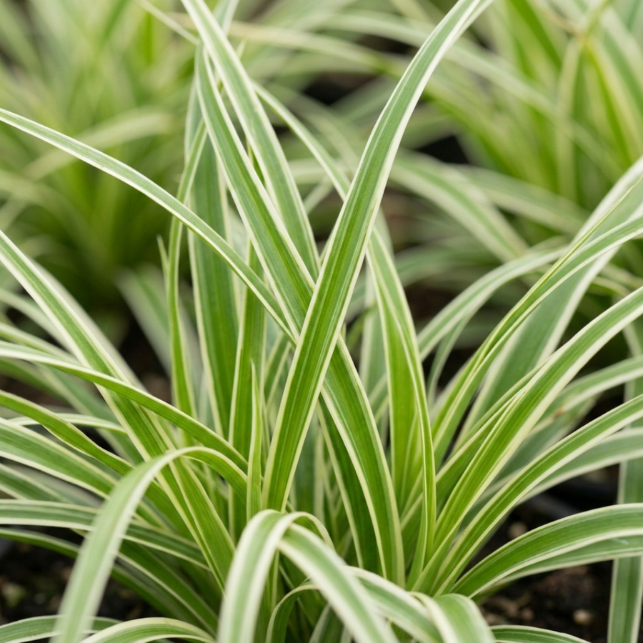 Carex 'Everest' Japanese Sedge  Variegated Evergreen Ornamental Grass 2L Pot The Rose Press Garden