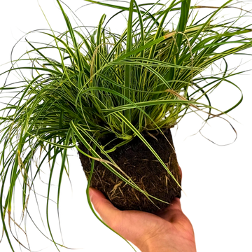 Carex 'Everest' Japanese Sedge  Variegated Evergreen Ornamental Grass 2L Pot The Rose Press Garden