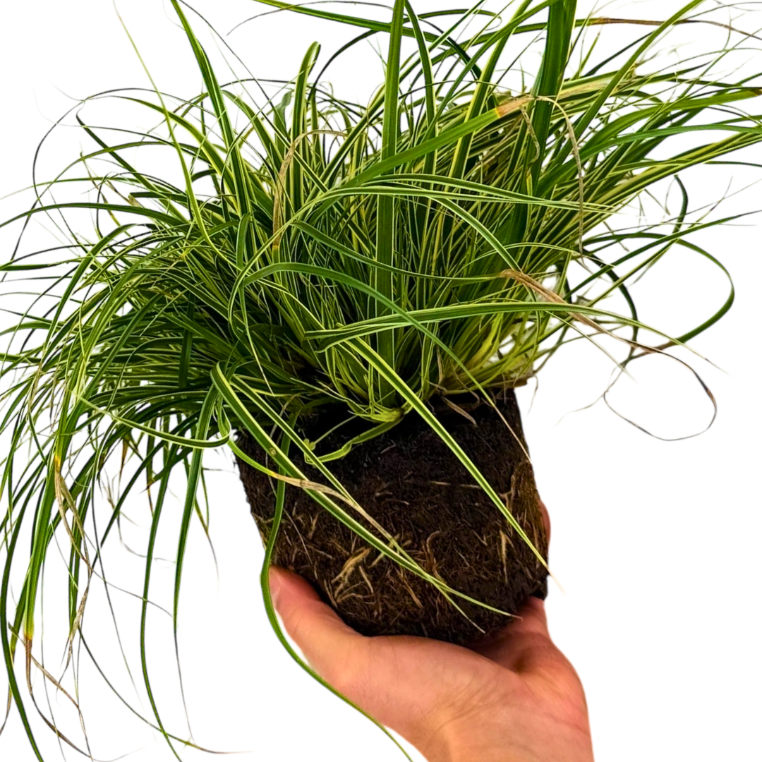 Carex 'Everest' Japanese Sedge  Variegated Evergreen Ornamental Grass 2L Pot The Rose Press Garden