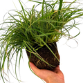 Carex 'Everest' Japanese Sedge  Variegated Evergreen Ornamental Grass 2L Pot The Rose Press Garden