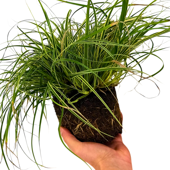 Carex 'Everest' Japanese Sedge  Variegated Evergreen Ornamental Grass 2L Pot The Rose Press Garden