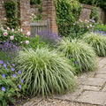 Carex 'Everest' Japanese Sedge  Variegated Evergreen Ornamental Grass 2L Pot The Rose Press Garden
