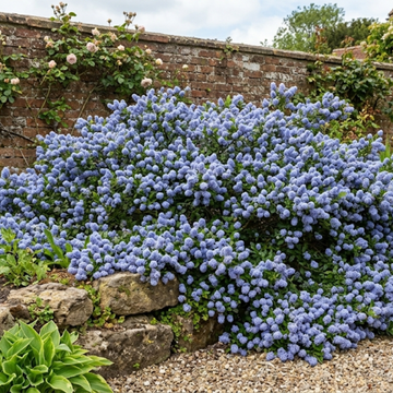 Ceanothus Repens The Rose Press Garden