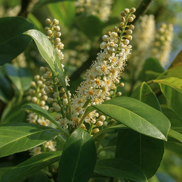 Prunus Rotundifolia – Evergreen Laurel Hedging in 2L Pot The Rose Press Garden