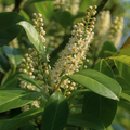 Prunus Rotundifolia – Evergreen Laurel Hedging in 2L Pot The Rose Press Garden