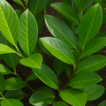 Prunus Rotundifolia – Evergreen Laurel Hedging in 2L Pot The Rose Press Garden