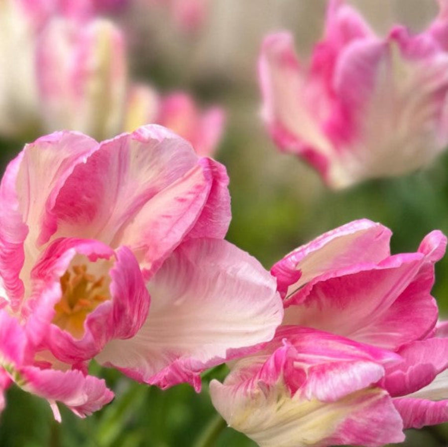 Tulip 'Cabanna' (15 Bulbs) The Rose Press Garden