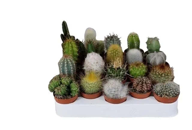 10 x Cactus Mixed 5.5cm Pot