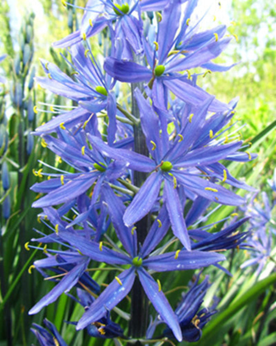 Camassia leichtlinii Caerulea (10 bulbs) The Rose Press Garden