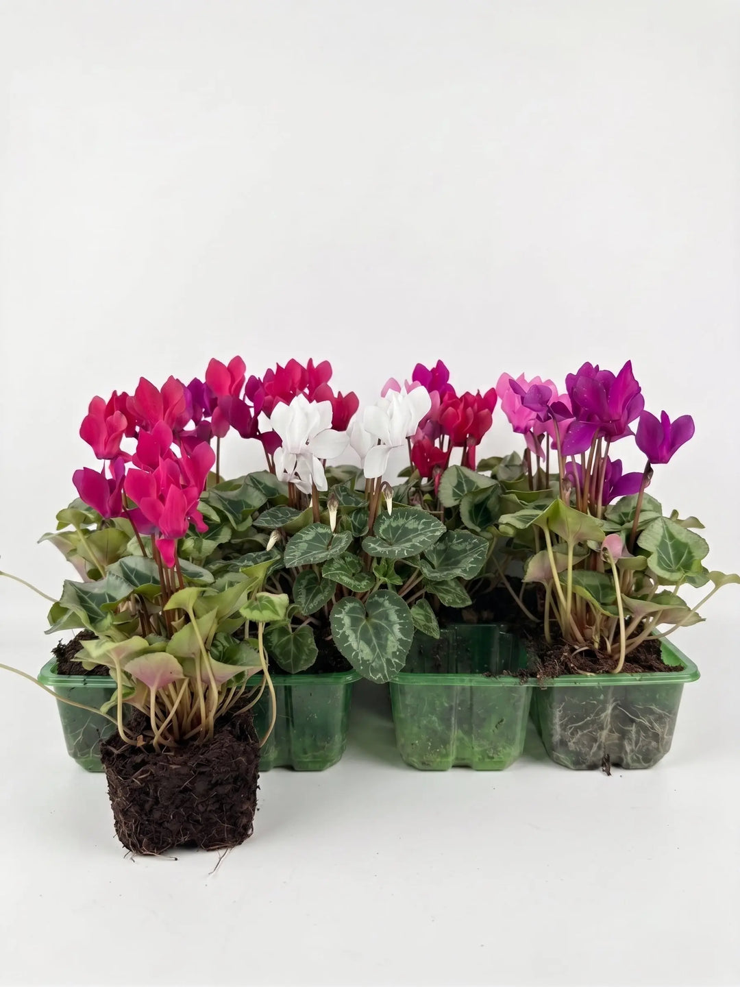 Cyclamen Mix Candyfloss 2 × 6 Pack – 12 Autumn Flowering Plants Plants By Post