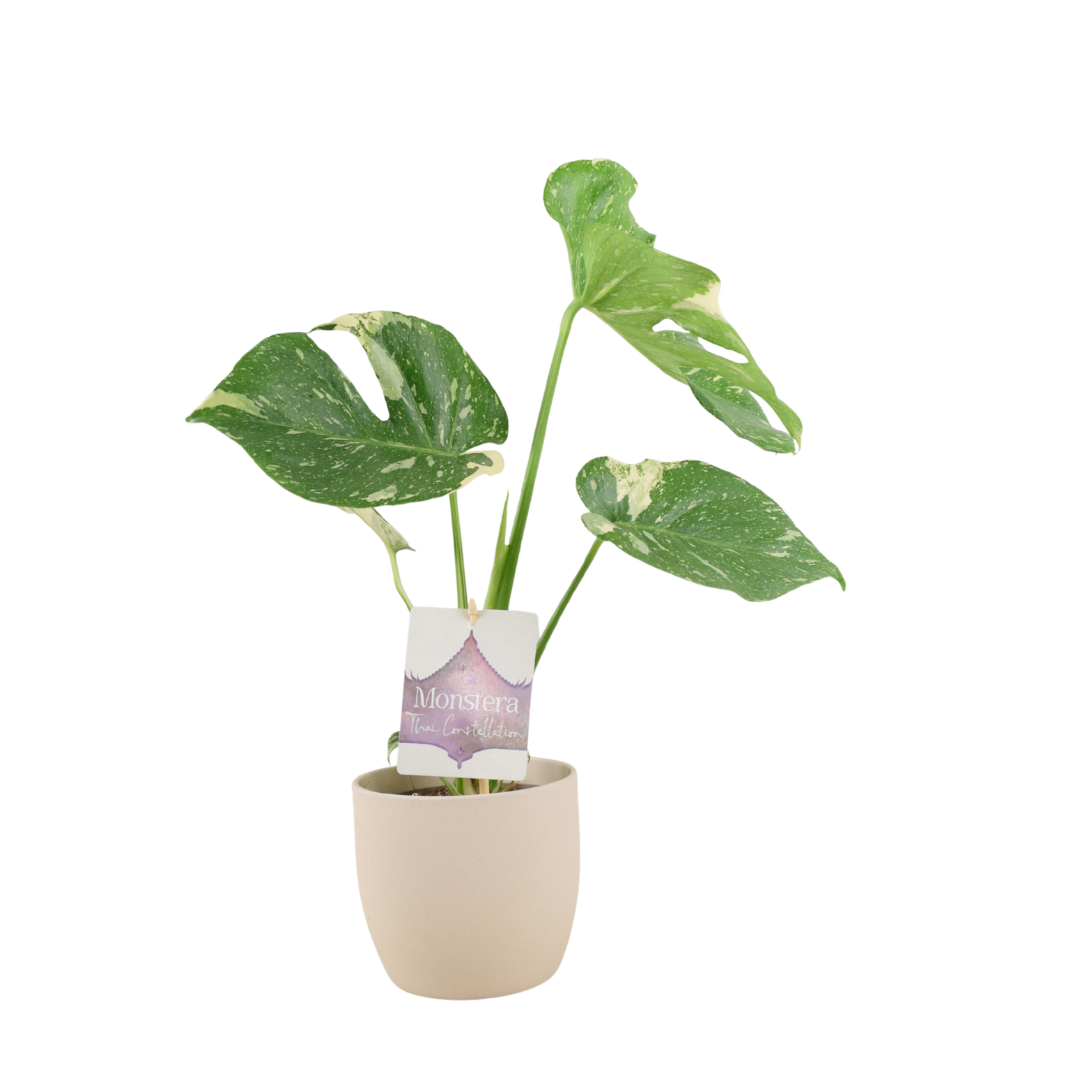 Monstera Thai Constellation – A Rare & Highly Sought-After Variegated Houseplant Plants By Post