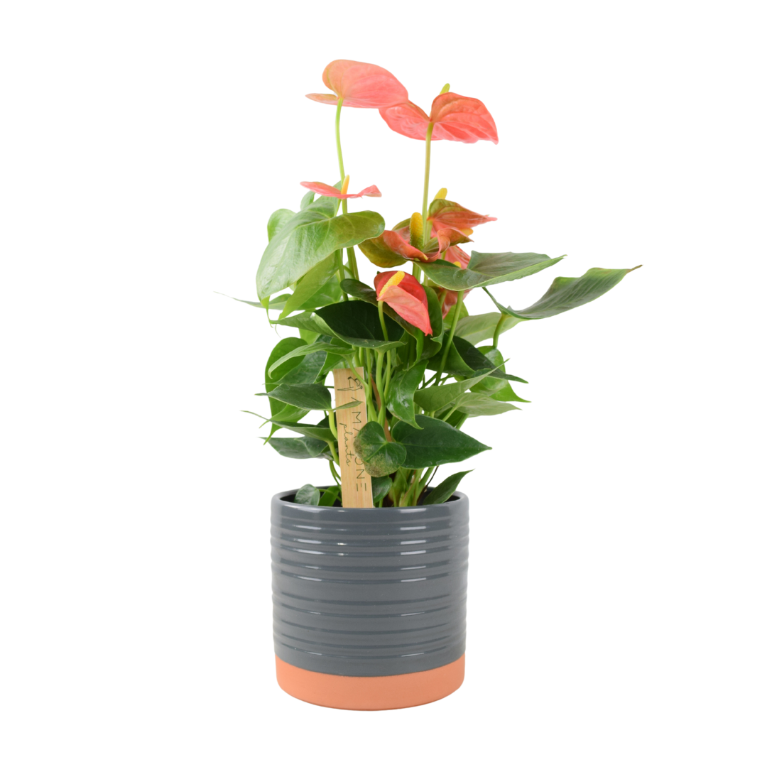 Anthurium Pink Flamingo Flower – Exotic Indoor Plant in 12cm Pot Plants By Post