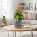Anthurium Pink Flamingo Flower – Exotic Indoor Plant in 12cm Pot Plants By Post
