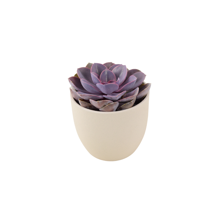 Echeveria Purple Pearl in 12cm Pot - Stunning Purple Succulent Plants By Post