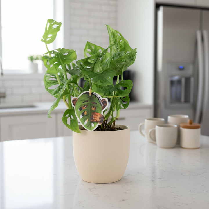 Monstera Monkey Cheese Plant - Swiss Cheese Plant Tropical Houseplant Plants By Post