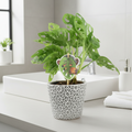 Monstera Monkey Cheese Plant - Swiss Cheese Plant Tropical Houseplant Plants By Post