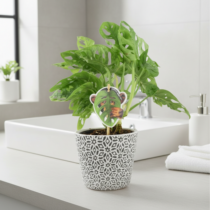 Monstera Monkey Cheese Plant - Swiss Cheese Plant Tropical Houseplant Plants By Post