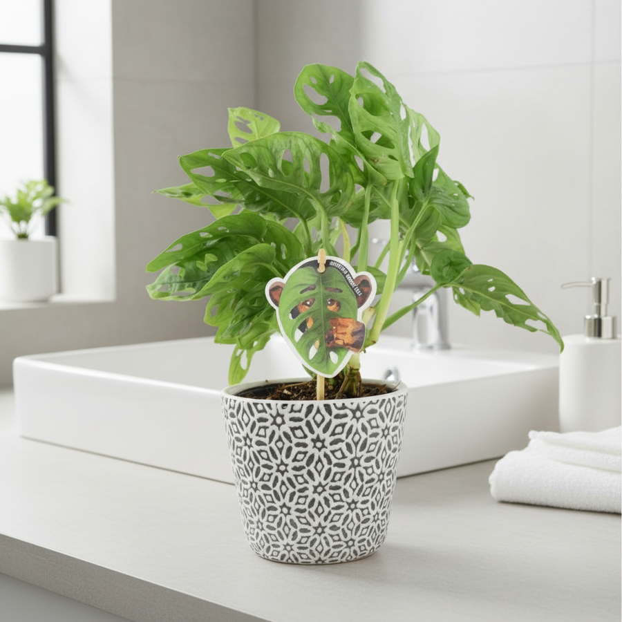 Monstera Monkey Cheese Plant - Swiss Cheese Plant Tropical Houseplant Plants By Post