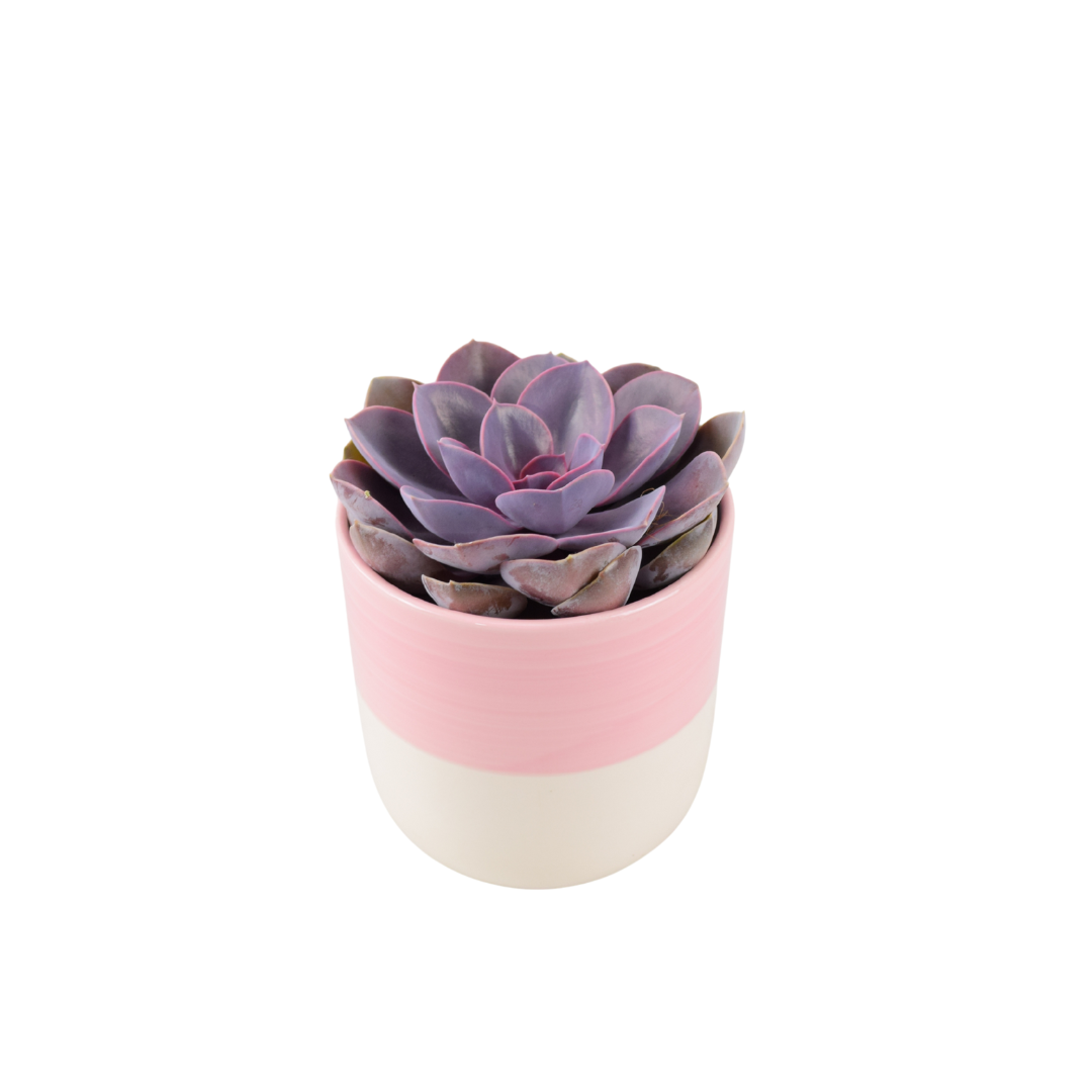 Echeveria Purple Pearl in 12cm Pot - Stunning Purple Succulent Plants By Post