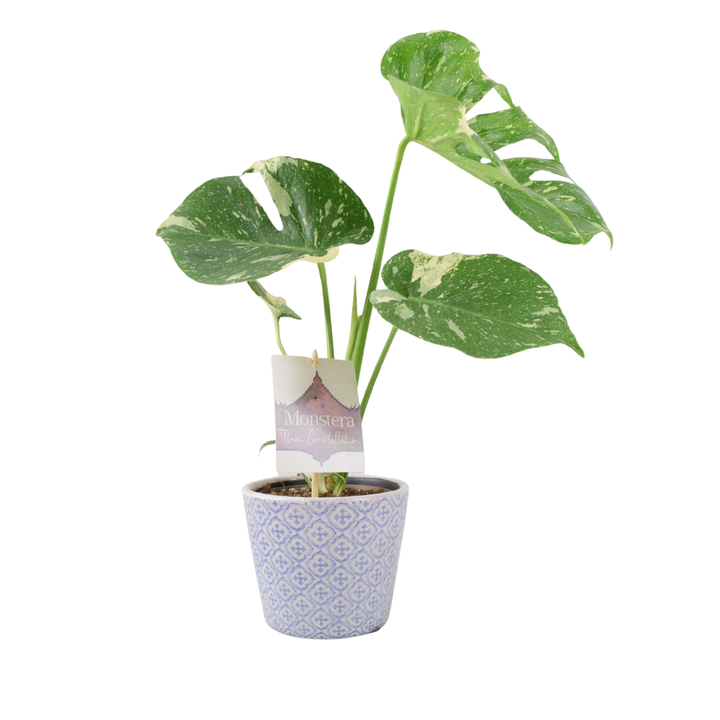 Monstera Thai Constellation – A Rare & Highly Sought-After Variegated Houseplant Plants By Post