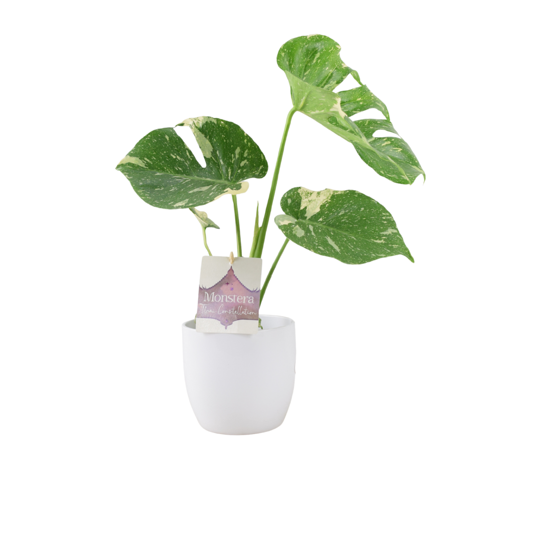 Monstera Thai Constellation – A Rare & Highly Sought-After Variegated Houseplant Plants By Post