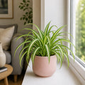 Chlorophytum Spider Plant 12cm - Air Purifying Plant Plants By Post