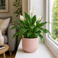 Peace Lily Plant 12cm - Air Purifying Houseplant Elegant Indoor Plant with White Flowers Plants By Post UK